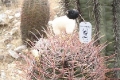 rhoenschaf_phoenix_arizona