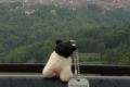 rhoenschaf_rothenburg_ob_der_tauber