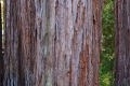 rhoenschaf_santa_cruz_redwoods