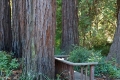 rhoenschaf_santa_cruz_redwoods_2